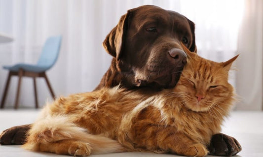 10 Questions to Decide on the Perfect Companion: Dogs or Cats?