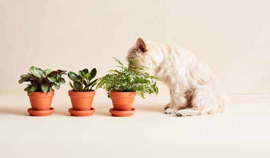 How to deal with plant toxicity in Dogs & Cats? Which indoor and outdoor plants are toxic for your pet?