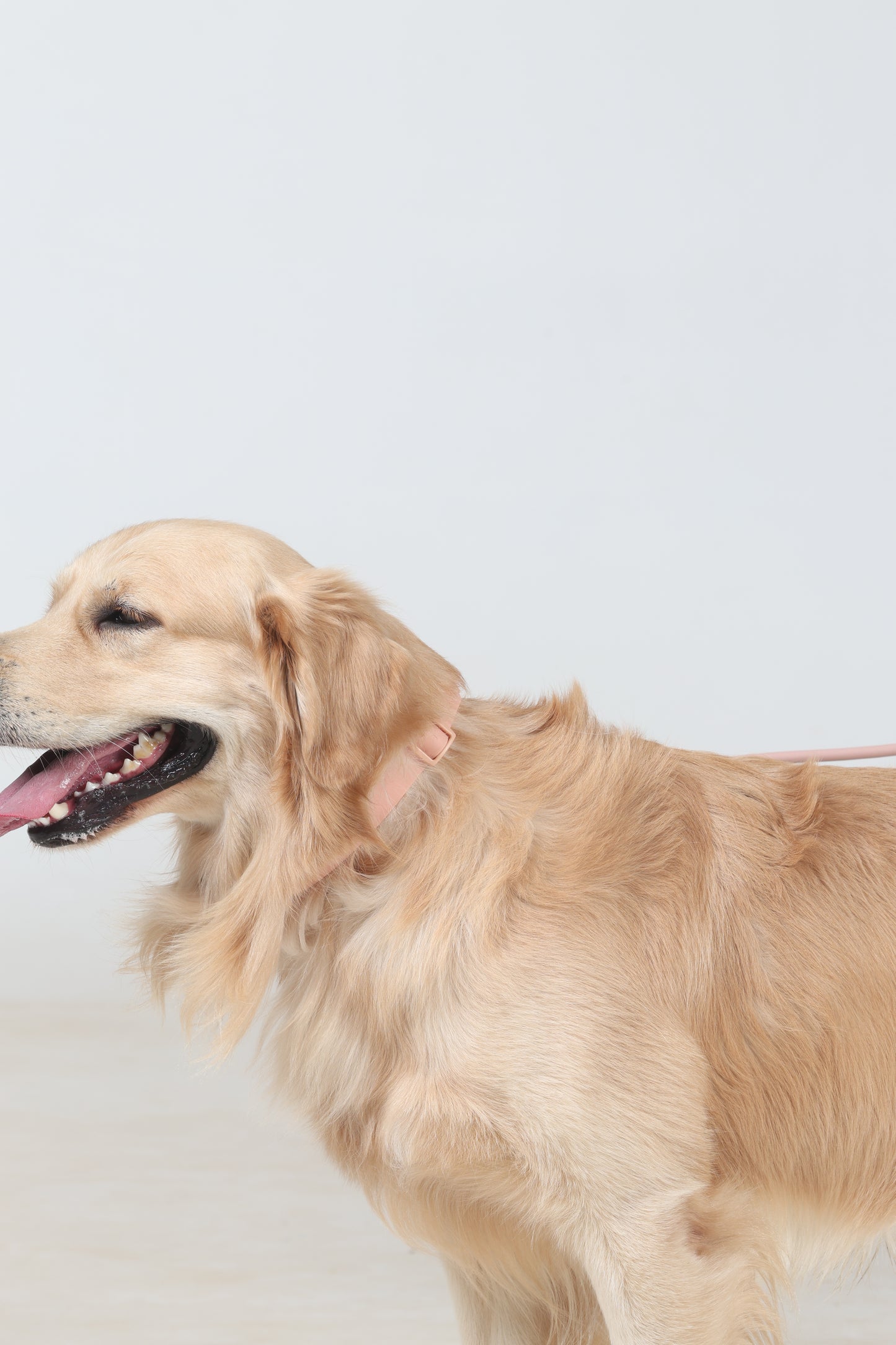 Klean Gypsy Adjustable Dog Collar - Peach Perfect