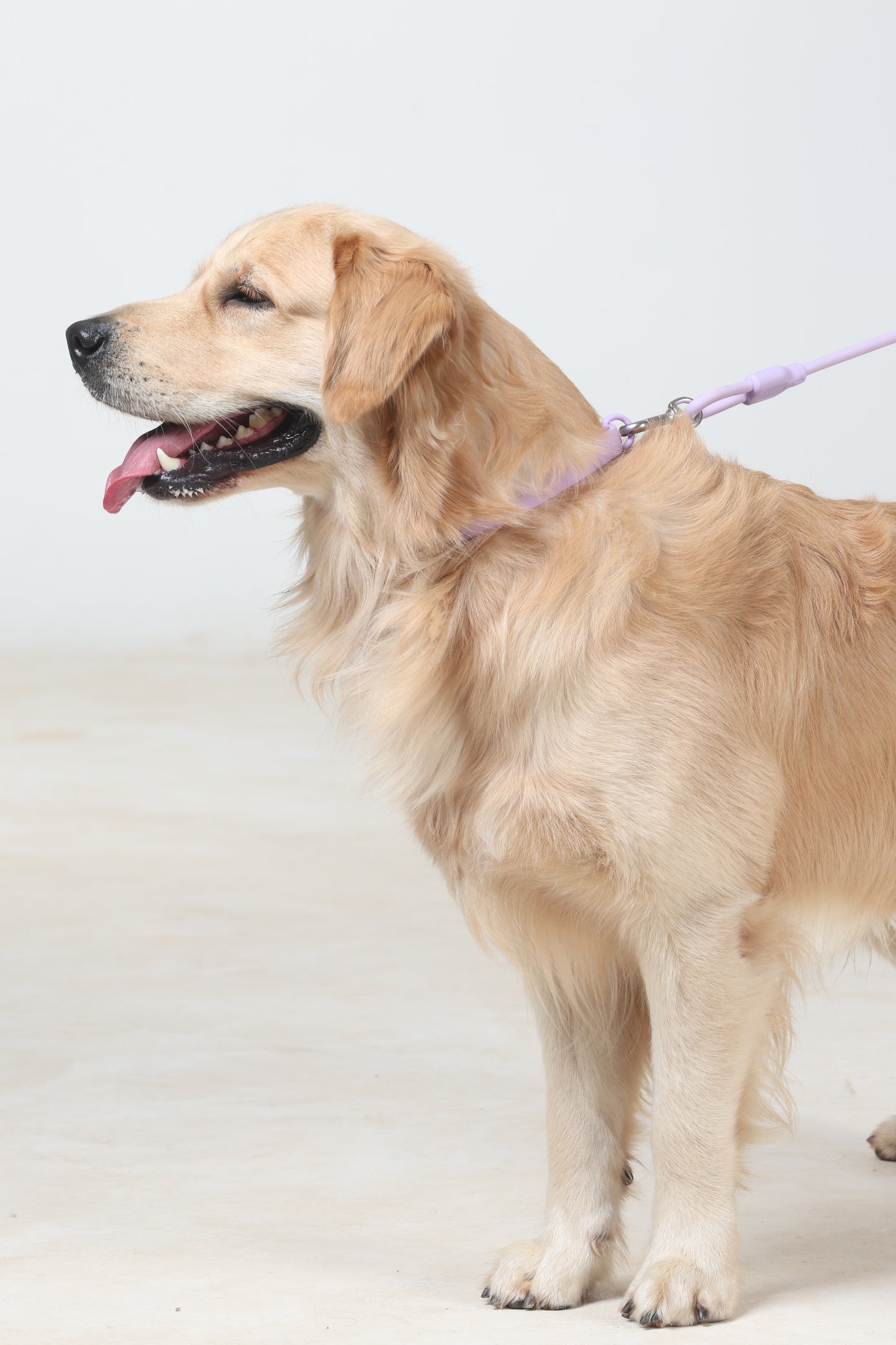 Klean Gypsy Adjustable Dog Collar - Purple Plush
