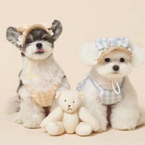 4 Chic Grooming Accessories That Elevate Your Pet's Fashion Game with Style Statement
