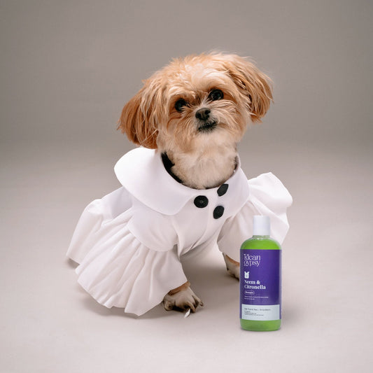 Best Dog Shampoo for Ticks & Fleas in India: What Actually Works