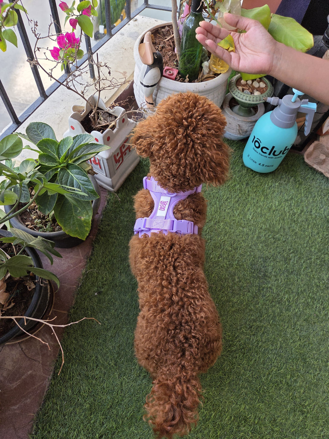 Normal vs Klean Gypsy Wander Vest | Dog Harness Comparison