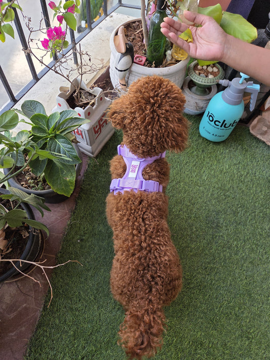 Normal vs Klean Gypsy Wander Vest | Dog Harness Comparison