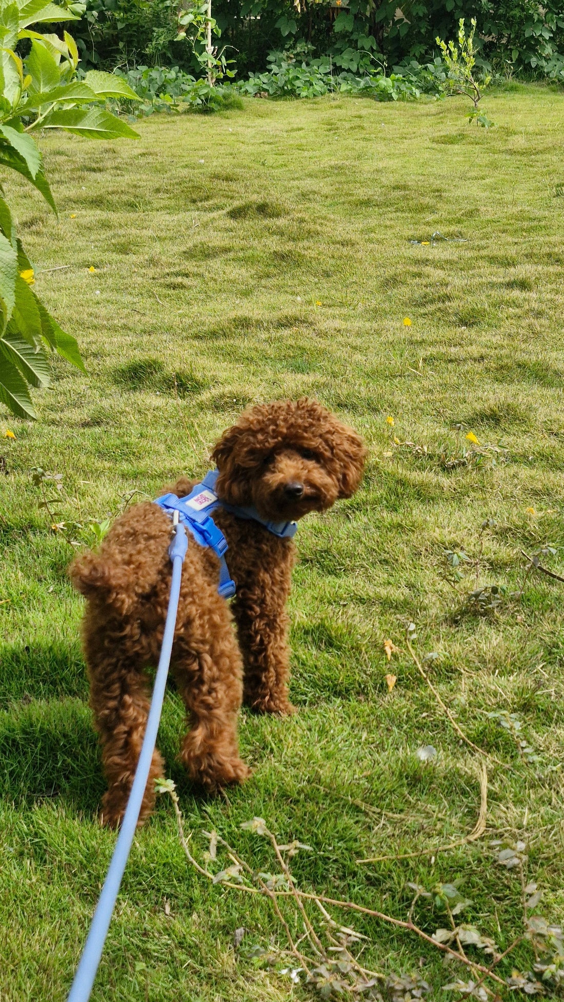 Why Not to Use Nylon Leash for Your Dog: A Pet Parent’s Guide