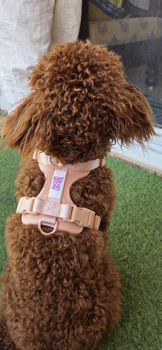 Best Dog Harness in India | Klean Gypsy Wander Vest Review