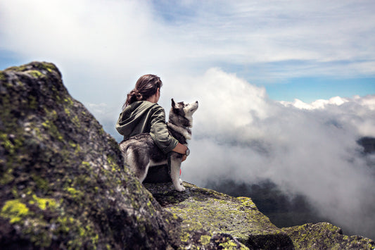 Adventures with Your Furry Friend: Traveling with Pets