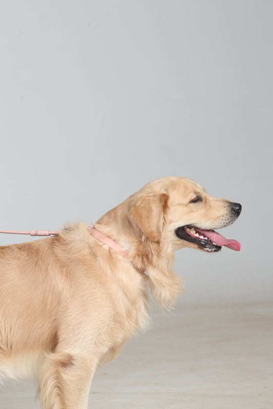 Klean Gypsy Adjustable Dog Collar - Peach Perfect