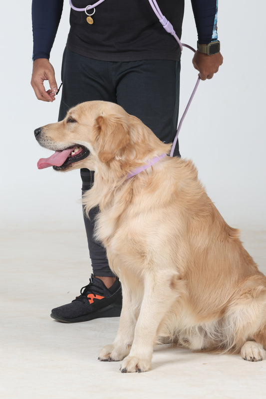 Klean Gypsy Adjustable Dog Collar - Purple Plush