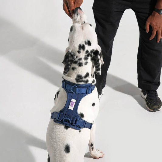 The Wander Vest: The Jewel Edit | Premium No-Pull Dog Harness – Naughty Navy
