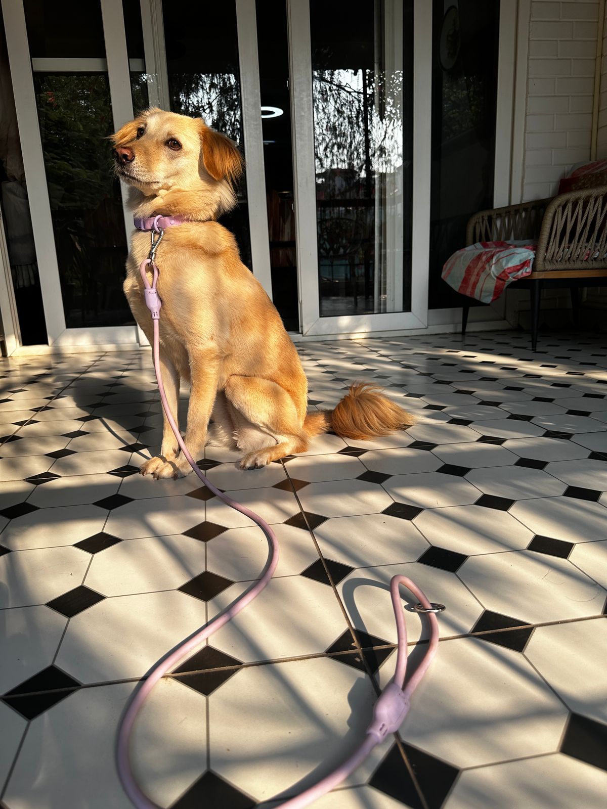 Klean Gypsy HandEase Leash - Purple Plush
