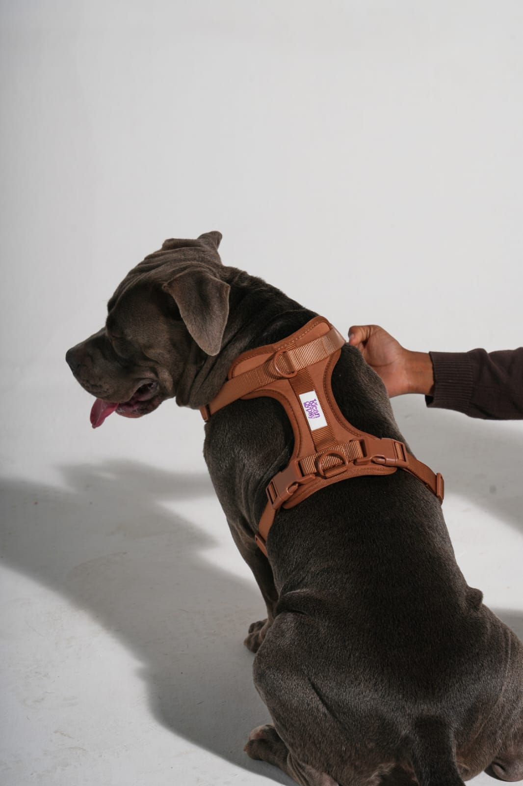 The Wander Vest: The Jewel Edit | Premium No-Pull Dog Harness – Bruno Baby!