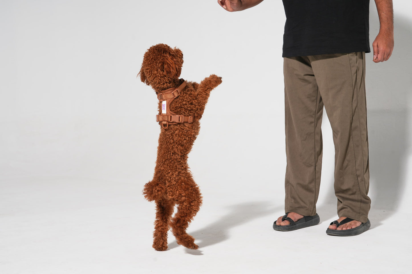 The Wander Vest: The Jewel Edit | Premium No-Pull Dog Harness – Bruno Baby!