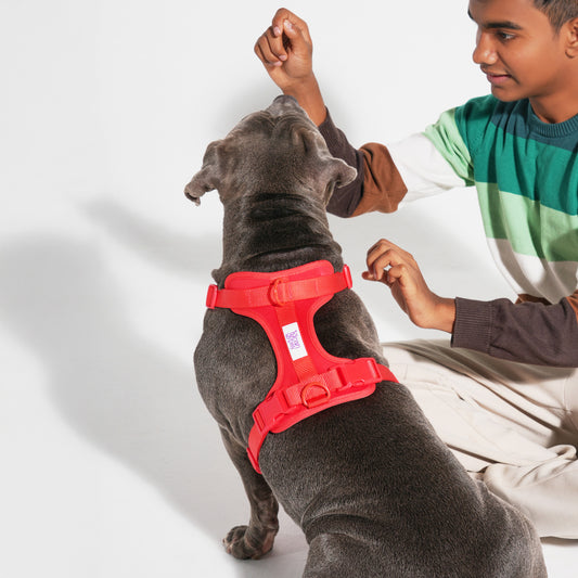 The Wander Vest: The Jewel Edit | Premium No-Pull Dog Harness – Rebel Ruby