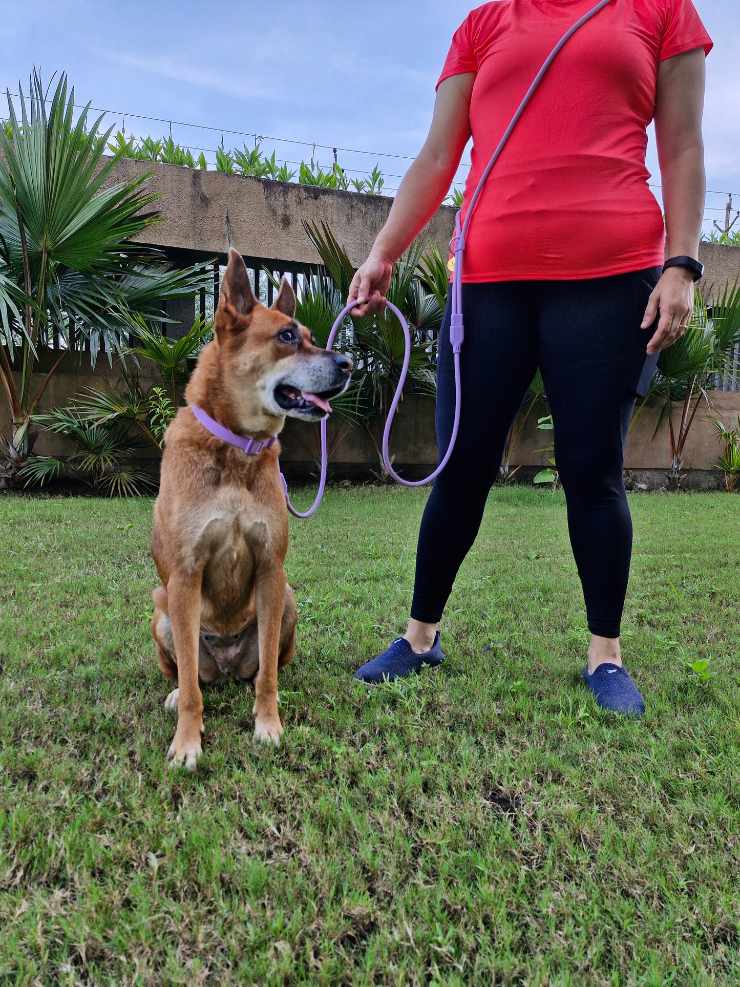 Klean Gypsy Combo of PURPLE 8-in-1 Hands-Free Dog Leash - Stylish, Durable & Waterproof & Adjustable Vegan Leather Dog Collar