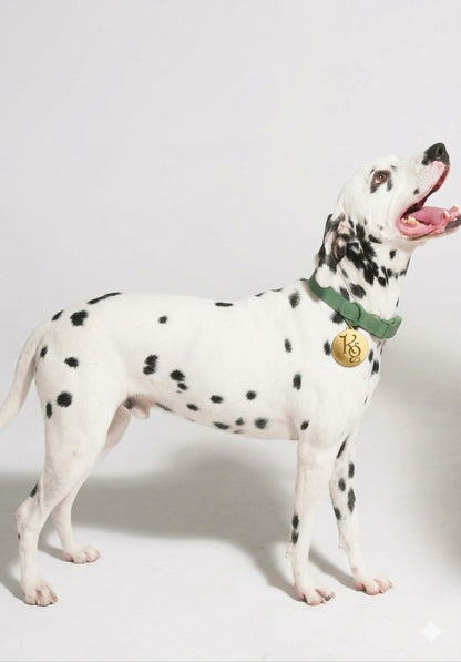 Klean Gypsy Adjustable Dog Collar - Oh! Olive