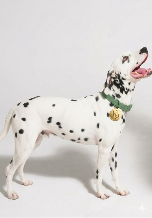 Klean Gypsy Adjustable Dog Collar - Oh! Olive