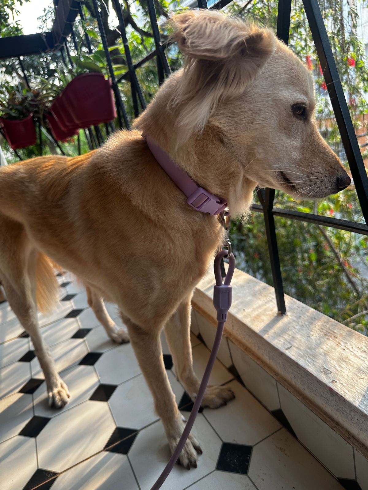 Klean Gypsy Adjustable Dog Collar - Purple Plush